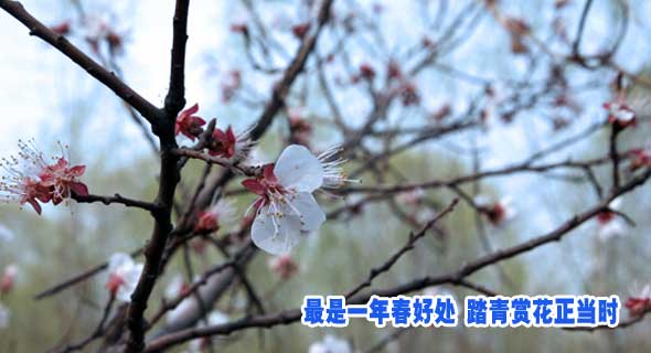 最是一年春好处 踏青赏花正当时