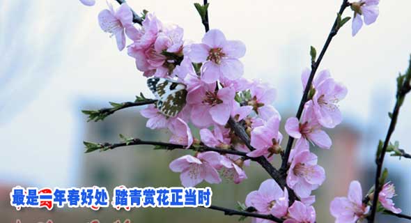 最是一年春好处 踏青赏花正当时