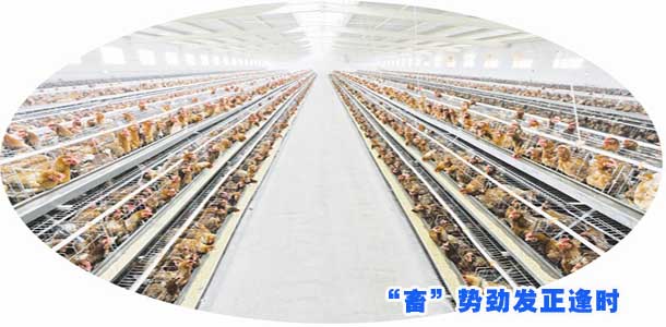 “畜”势劲发正逢时