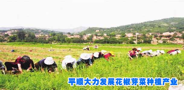 平顺大力发展花椒芽菜种植产业