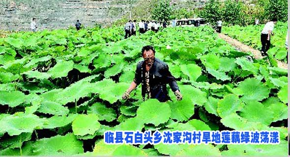 临县石白头乡沈家沟村旱地莲藕绿波荡漾