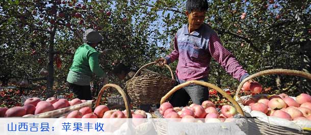 山西吉县：苹果丰收