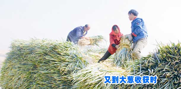 又到大葱收获时
