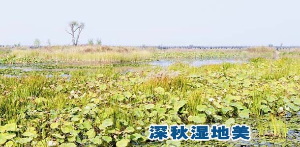 深秋湿地美