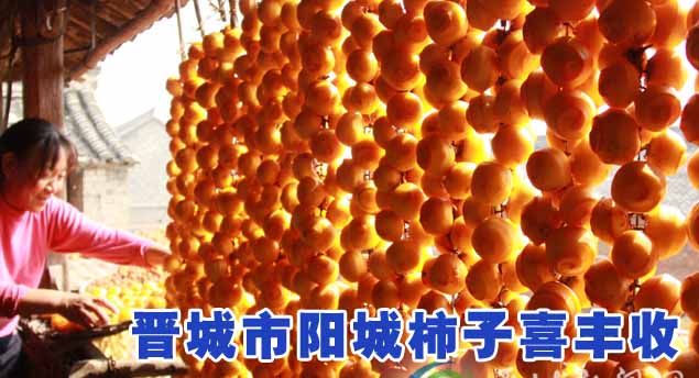 晋城市阳城柿子喜丰收