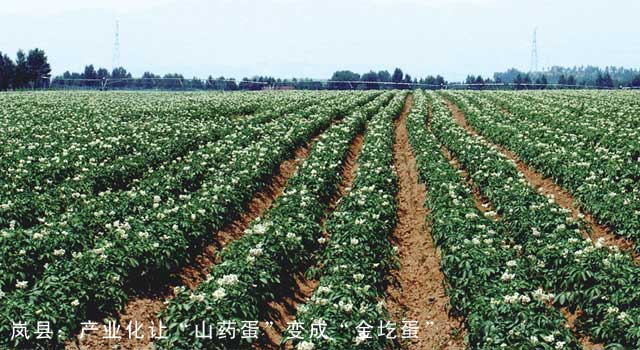 岚县：产业化让“山药蛋”变成“金圪蛋”