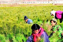 岔口乡油松树苗滞销 政府帮扶