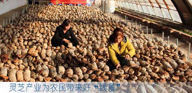 灵芝产业为农民带来好“钱景”