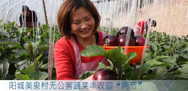阳城美泉村无公害蔬菜丰收迎“两节”