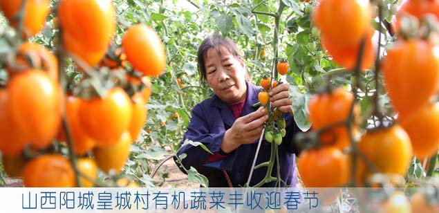 山西阳城皇城村有机蔬菜丰收迎春节