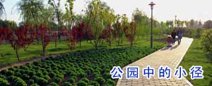 公园中的小径