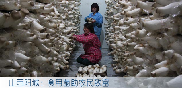 山西阳城：食用菌助农民致富