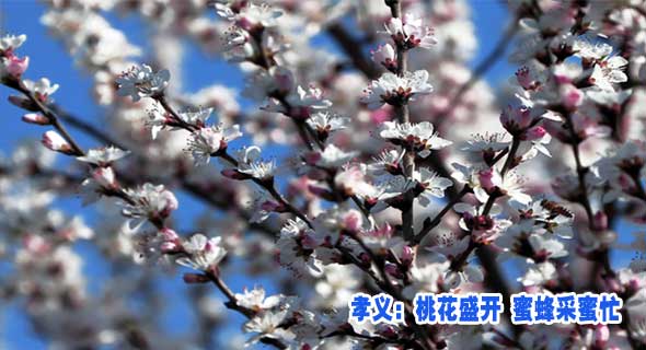 孝义：桃花盛开 蜜蜂采蜜忙