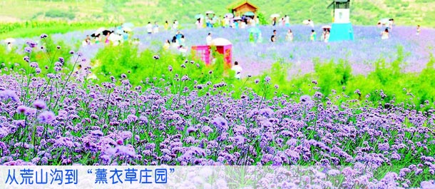 从荒山沟到“薰衣草庄园”